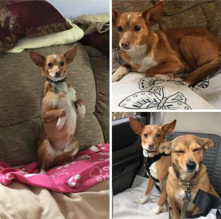 Collage of images of Flo and Ruby rescue dogs looking cute