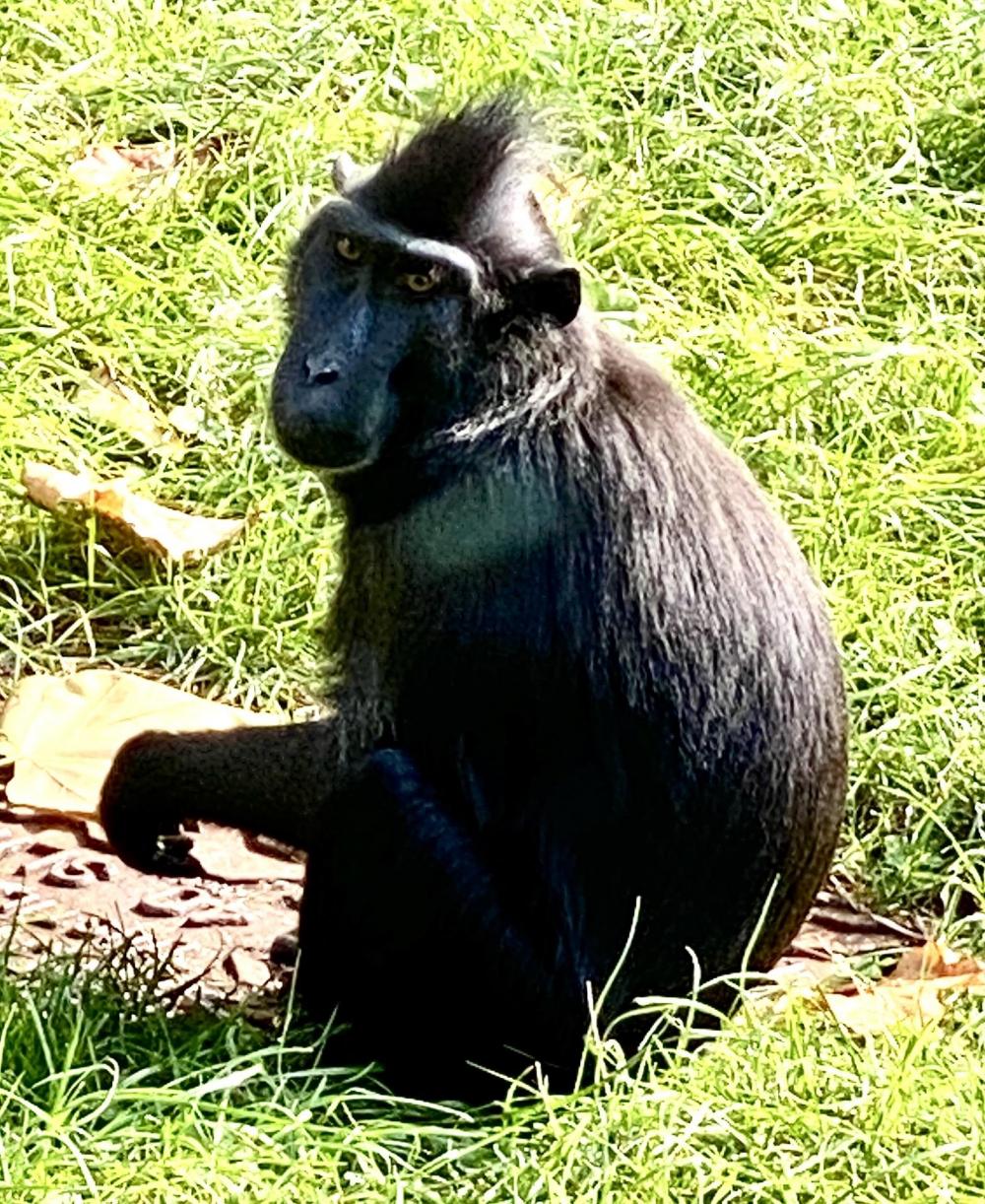 Honey - Sulawesi Black Crested Macaque