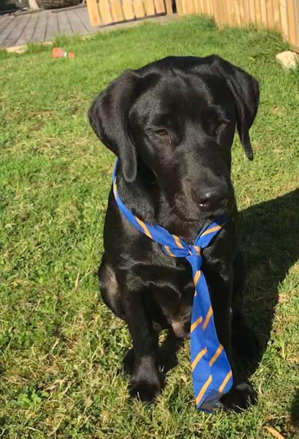 Jago black labrador sitting in garden wearing office tie around neck