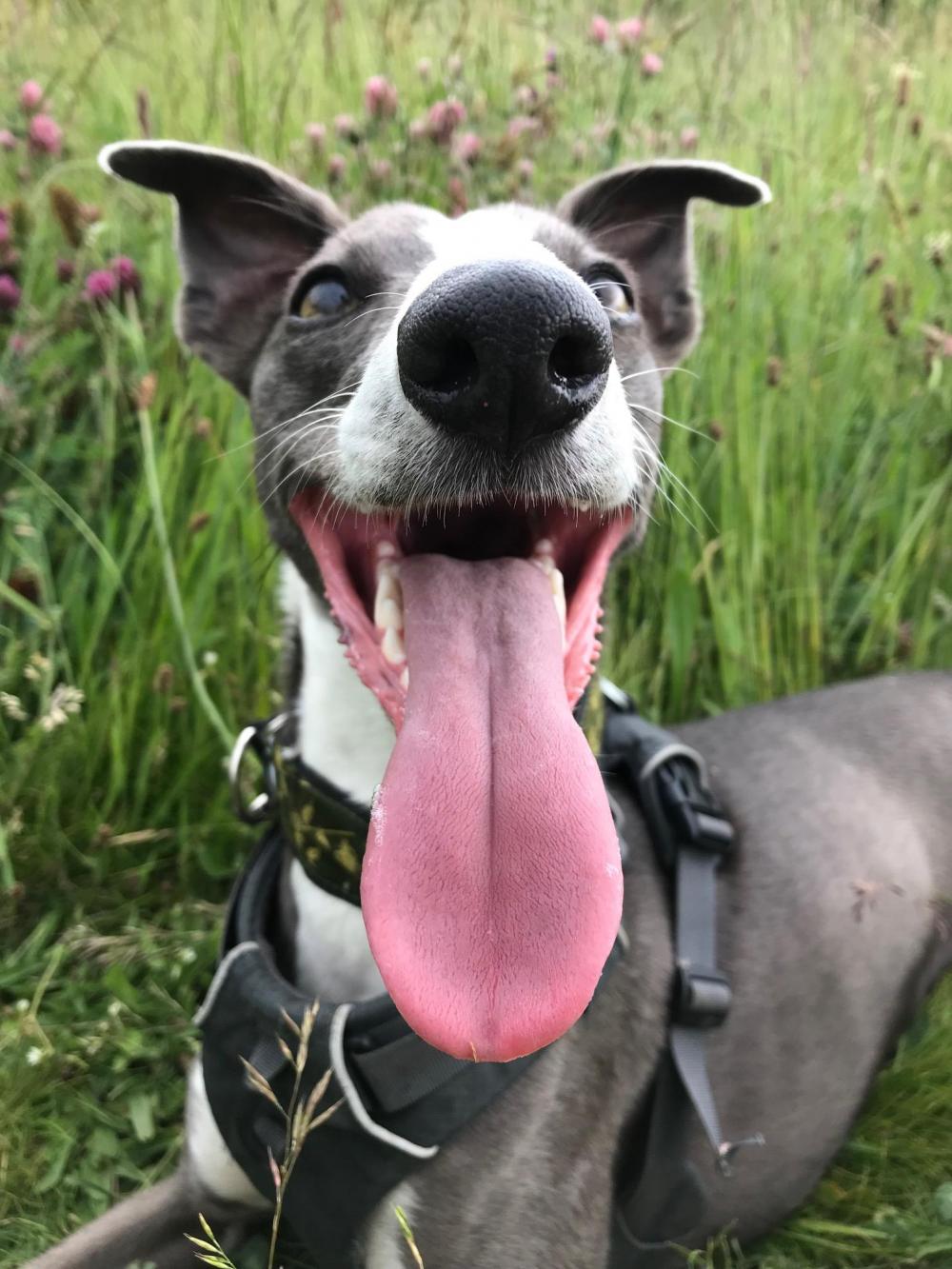 Jimmy the whippet looking excited with tongue hanging out