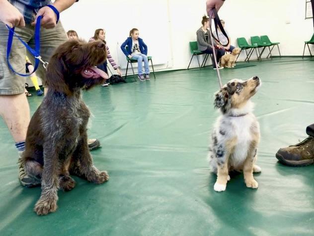 Puppy School scholarship student leading class teaching sit skill